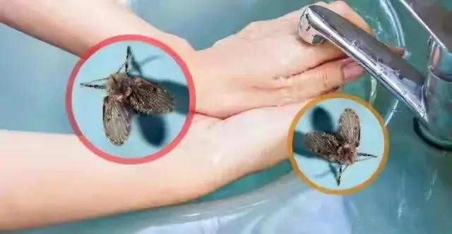 衛(wèi)生間為什么會有小蟲子？怎么消滅？